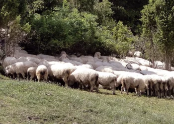 Stravična pošast odnela oko 10.000 ovaca, potvrđeno 64 žarišta zaraze