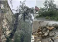 Oluja u Osijeku: Jak vetar obara stabla, građani uznemireni