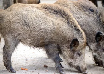 Svinje u Staroj Rači otkrile minu iz Drugog svetskog rata