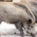 Svinje u Staroj Rači otkrile minu iz Drugog svetskog rata