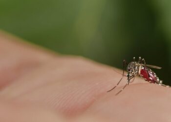 Groznica zapadnog nila u Srbiji: Registrovano 37 obolelih slučajeva