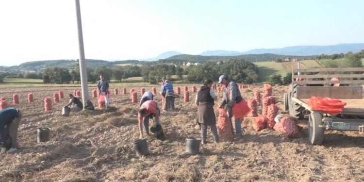 Cene krompira će rasti zbog smanjenja prinosa i površina u Srbiji i Evropi