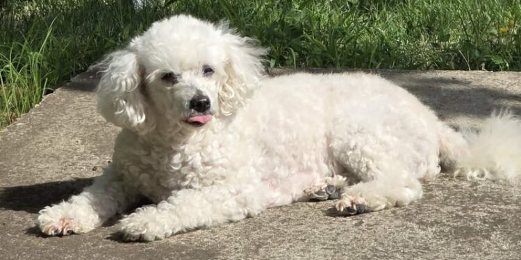 Sterilizacija pasa i mačaka u Požarevcu od strane prijavljenih veterinara