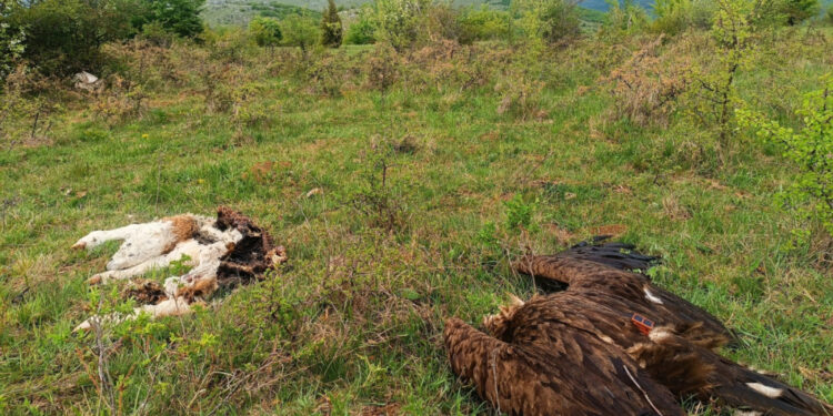 Crni strvinar zaštićen u Svrljiškim planinama dobio uslovnu kaznu