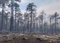 Mladice hrasta izbijaju iz ugljenisanog korenja u Deliblatskoj peščari