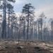 Mladice hrasta izbijaju iz ugljenisanog korenja u Deliblatskoj peščari