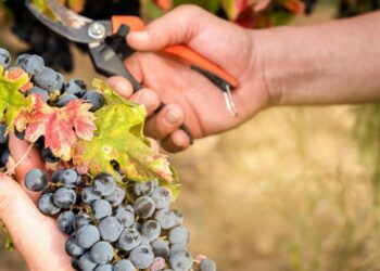 Kraj poznat po vinogradima suočen s nestankom vinograda