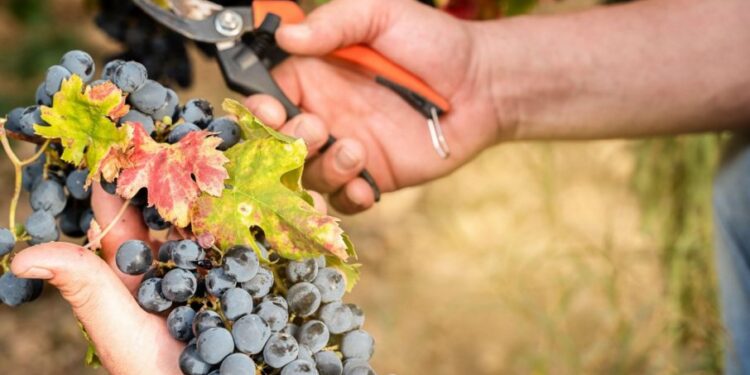 Kraj poznat po vinogradima suočen s nestankom vinograda