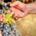 Kraj poznat po vinogradima suočen s nestankom vinograda