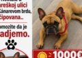 Potraga za malim kirom sa Kanarevog brda traje od avgusta, nagrada 1.500 evra