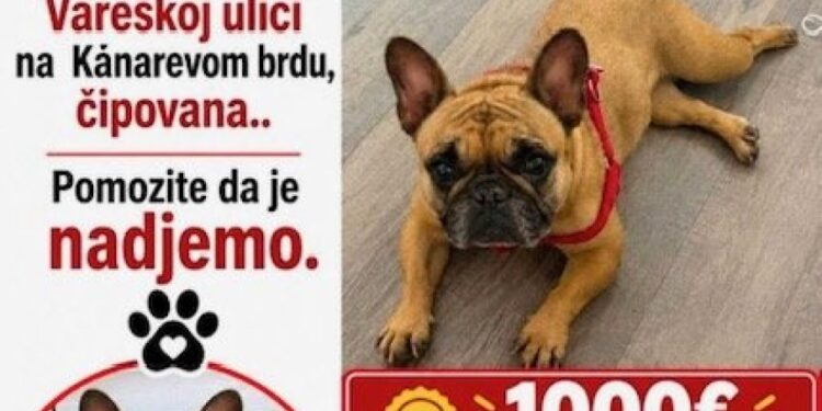 Potraga za malim kirom sa Kanarevog brda traje od avgusta, nagrada 1.500 evra