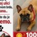 Potraga za malim kirom sa Kanarevog brda traje od avgusta, nagrada 1.500 evra