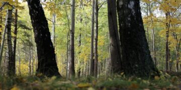 Najpotrebnije podizanje novih šumskih zasada u Vojvodini